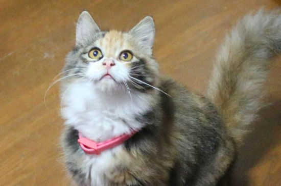 猫尾巴上有黑点点