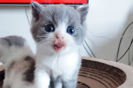 为什么说养猫不吉利