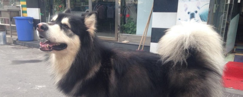 养成年阿拉斯加的禁忌