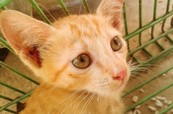 养猫上班要关笼子里吗