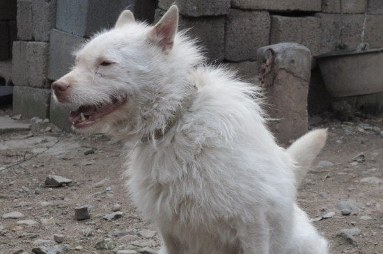 下司犬的缺点