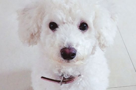 比熊犬怕冷吗