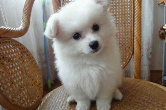 银狐犬好养吗，养银狐犬的注意事项