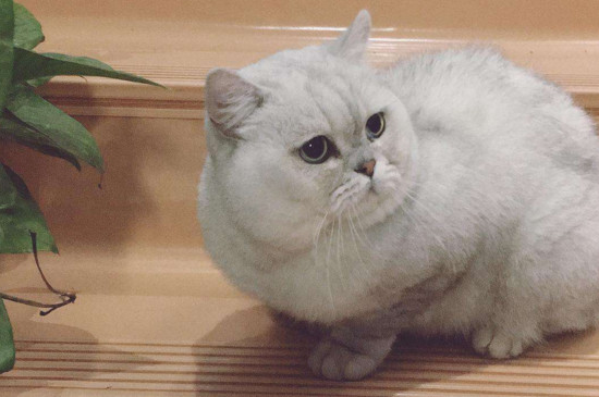 母猫怀孕10天什么症状