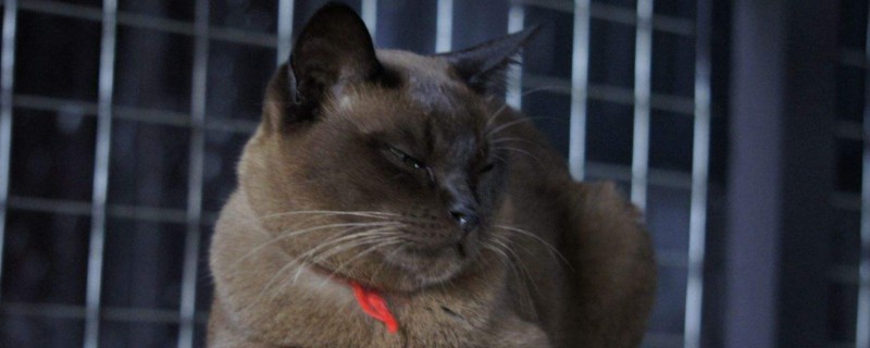 猫咪交配完为什么打滚