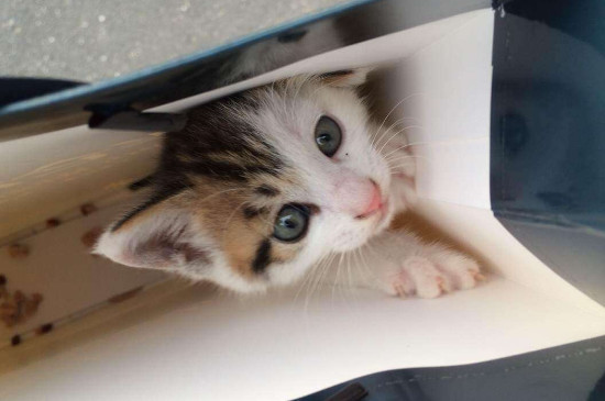 猫咪没虫也挠脖子吗，会挠但要注意观察脖子有无异常