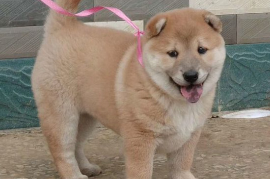 什么狗对主人最忠诚