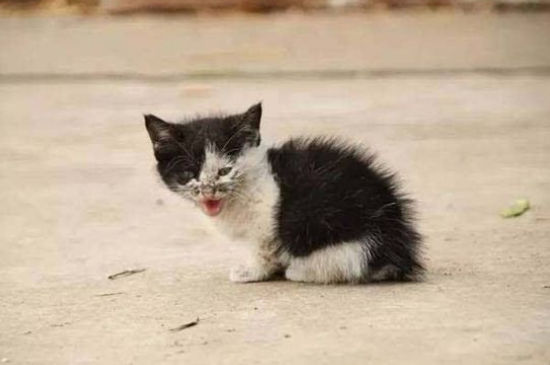 为什么要给流浪猫绝育