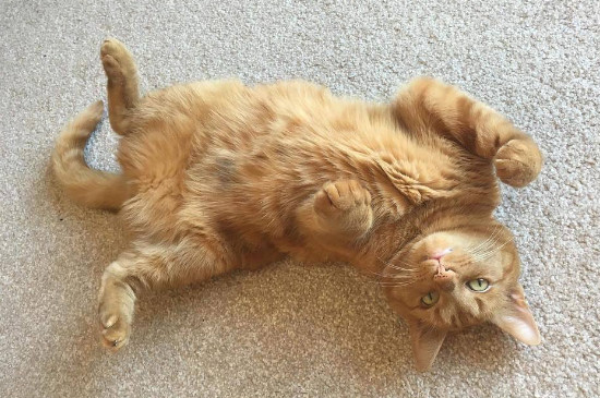 猫生产前的姿势