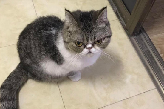 猫猫不拉屎是怎么回事