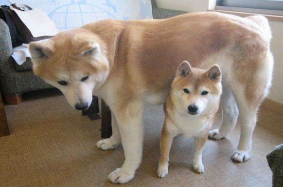 跟柴犬很像的狗