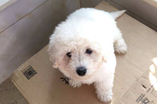 比熊吐了狗粮怎么办