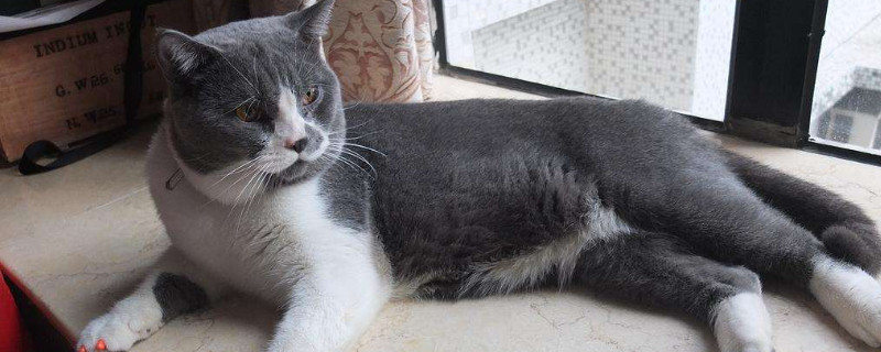 绝育公猫多久没有生育能力，公猫绝育多久不会怀孕