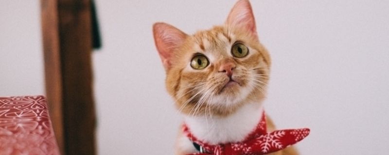 猫羊水破了不生怎么办