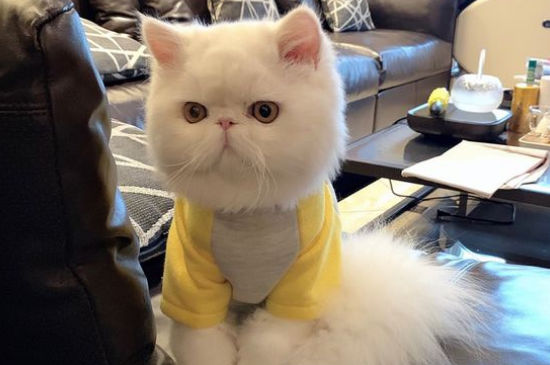 波斯猫的快乐是什么，波斯猫怎么样才会快乐