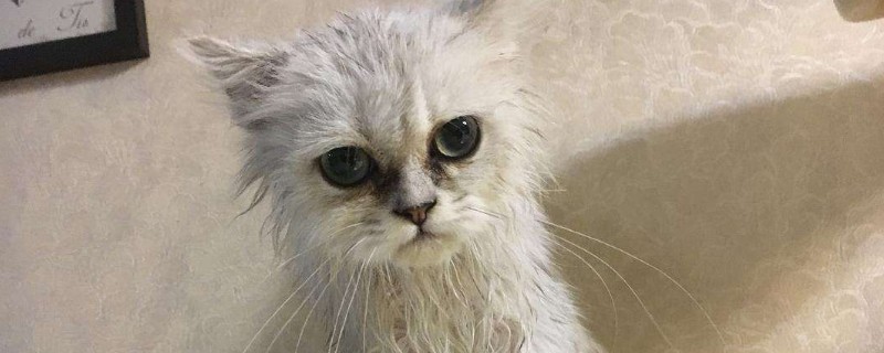 猫洗澡后不吹干的危害