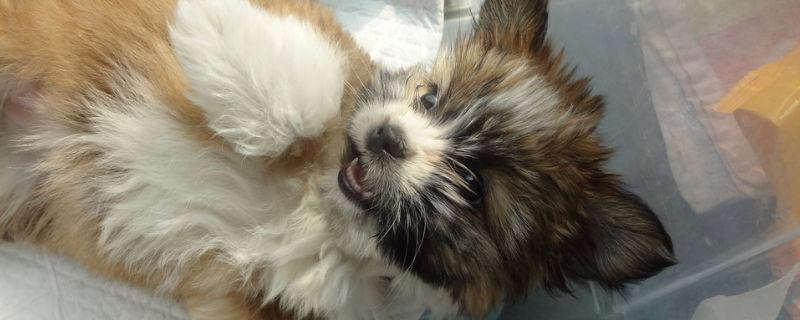 狗狗产后拉稀正常吗