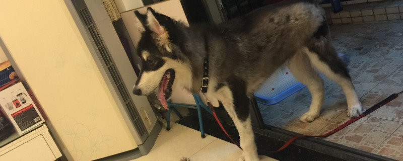 狗狗断甲的好处与坏处