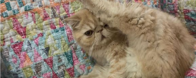猫多长时间洗一次澡