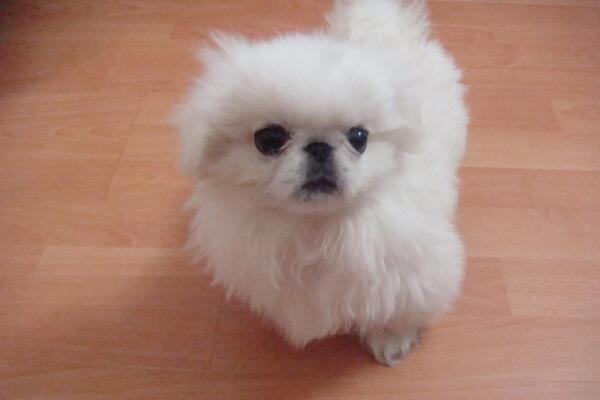京巴犬曾是宫廷的贵族犬，现在却受到嫌弃