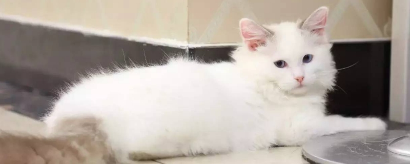 小猫咕噜咕噜一直不停