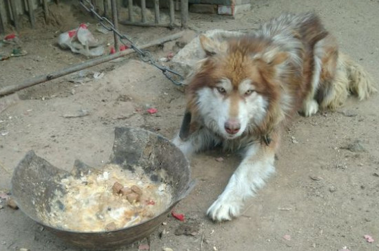 阿拉斯加犬感冒了怎么办，根据狗的感冒症状喂它吃药