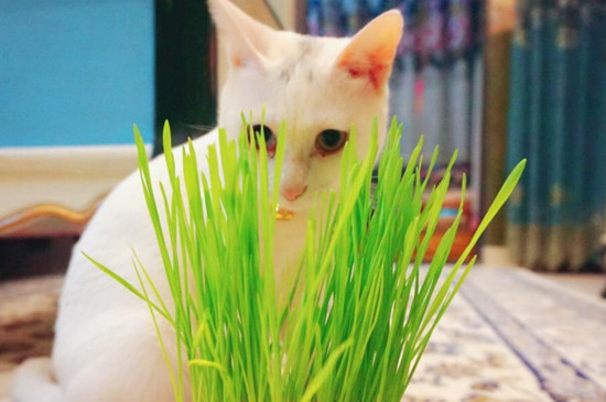 猫咪几个月可以吃猫草
