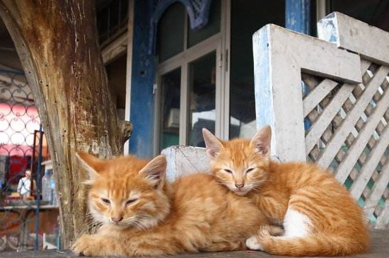 猫能吃洋葱吗