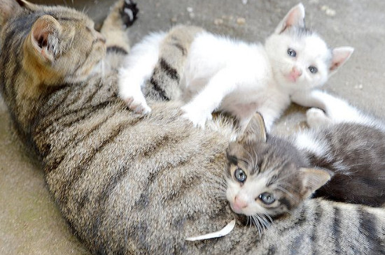 猫多久会走