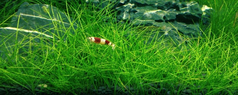 水晶虾和黑壳虾能混养吗