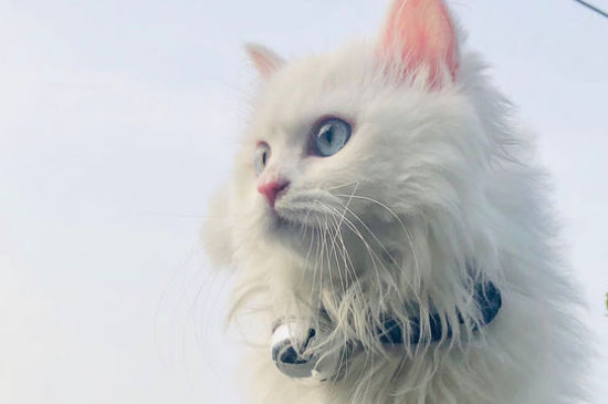 被猫抓了不打针会怎样