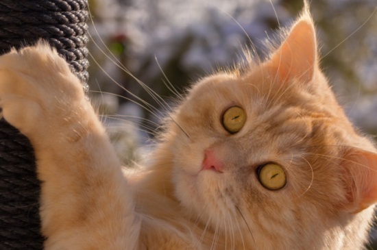 猫咪又吐又拉稀怎么办