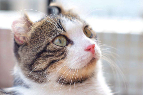 卷耳猫有基因缺陷吗