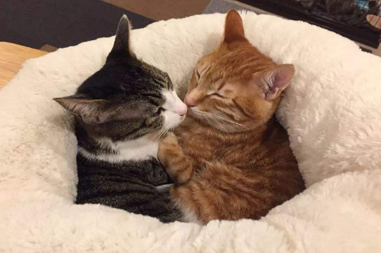 10度猫会觉得冷吗