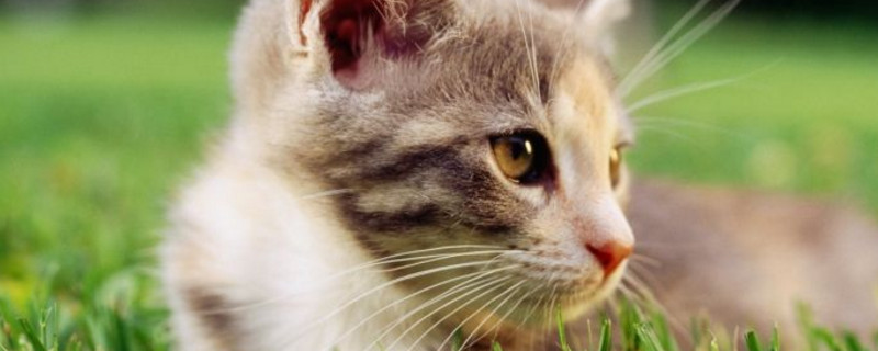 猫咪夏天能接受多少度