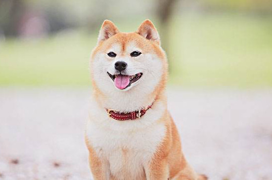 狗狗怕热吗