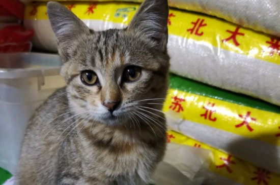 猫到新环境几天能适应