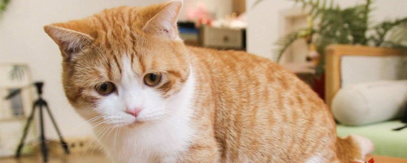 如何制止猫钻沙发底