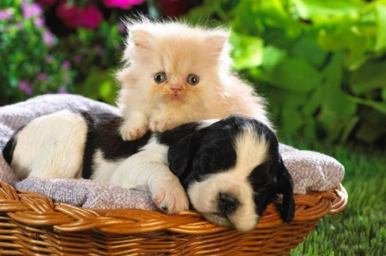 猫怀孕可以体外驱虫吗