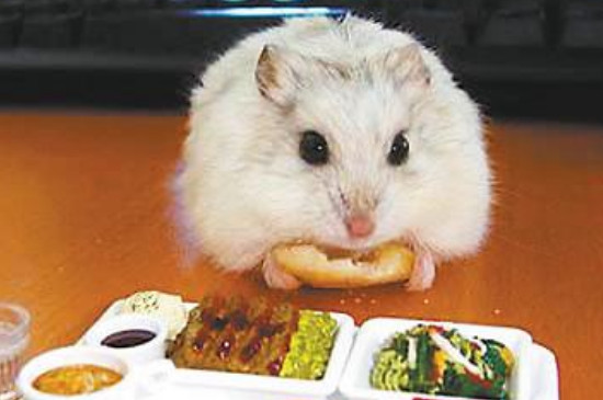 仓鼠把食物吐出来是什么意思