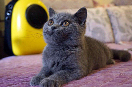 价格在1000左右的猫，好看又不贵的四种宠物猫