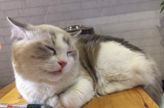小猫声音沙哑怎么回事
