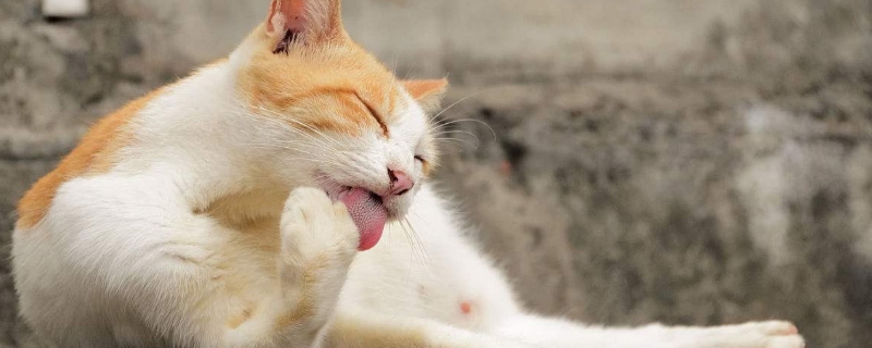 猫咪舔毛是因为跳蚤吗