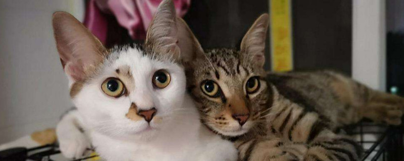 养猫太吵怎么办
