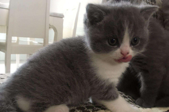 英短蓝猫公猫闹猫表现