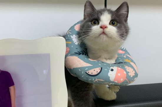 怎么让猫屎不臭