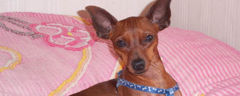 小鹿犬睡觉用盖被子吗