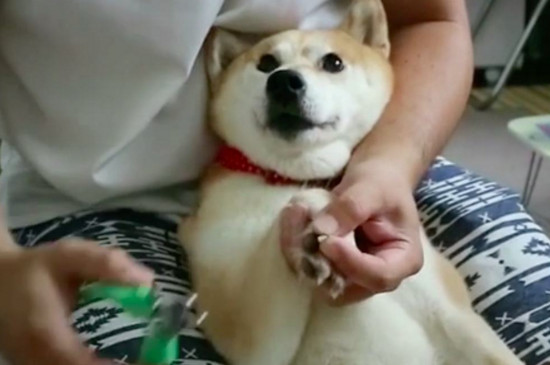 狗指甲抓伤有一点血丝