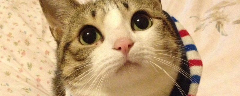 猫嘴周围红了