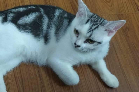 家里没猫粮 给猫吃什么